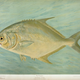 Illustration for article titled Fishes of North America That are Captured on Hook and Line